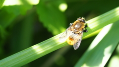 Merodon equestris