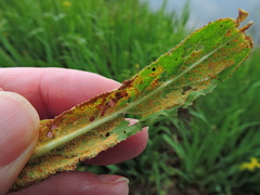 Puccinia pulverulenta