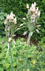 Allium siculum