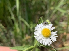 Odontocorynus