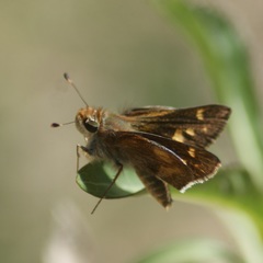 Lon melane vitellina