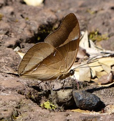 Archaeoprepona chalciope
