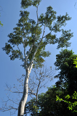 Albizia niopoides