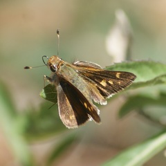 Lon melane vitellina