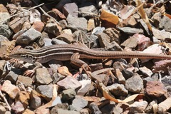 Aspidoscelis sonorae