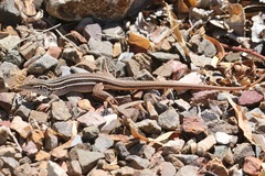 Aspidoscelis sonorae