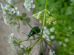 Oreina gloriosa