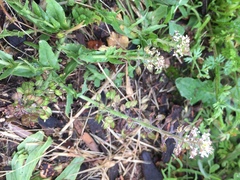 Lepidium heterophyllum