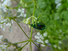 Oreina gloriosa