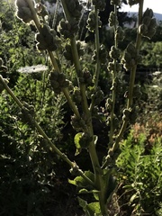Verbascum galilaeum