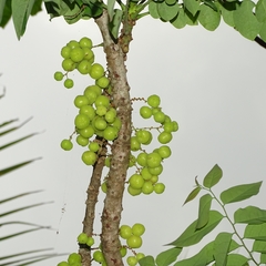 Phyllanthus acidus