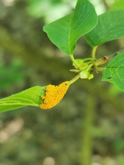 Puccinia coronata