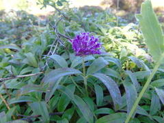Trifolium alpestre
