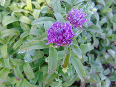 Trifolium alpestre