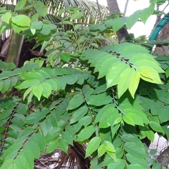 Phyllanthus acidus