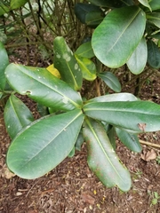 Clusia multiflora