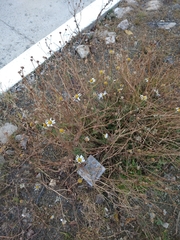 Tripleurospermum inodorum