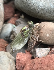 Ophiogomphus