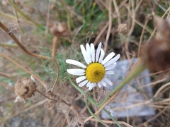Tripleurospermum inodorum