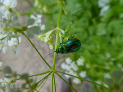 Oreina gloriosa