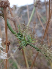 Tripleurospermum inodorum