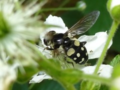 Sericomyia lata