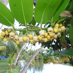 Diospyros malabarica