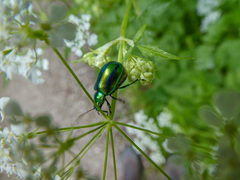 Oreina gloriosa