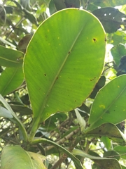 Clusia multiflora