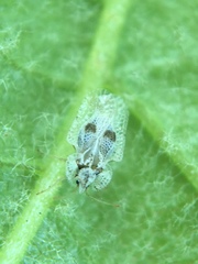 Corythucha confraterna