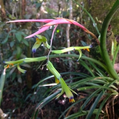 Billbergia distachia
