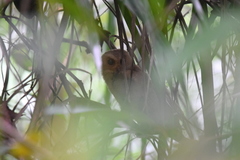 Otus lempiji