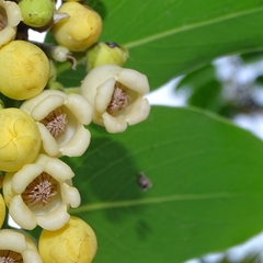 Diospyros malabarica