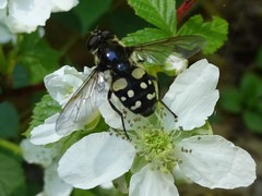 Sericomyia lata