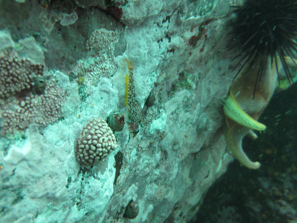 longfin sculpin