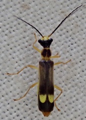 Malthinus flaveolus