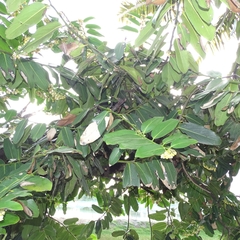 Diospyros malabarica