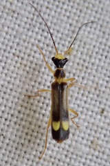 Malthinus flaveolus