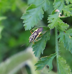 Brachycoleus decolor