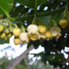 Diospyros malabarica