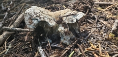 Hygrophorus caeruleus