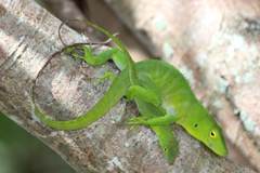 Anolis garmani