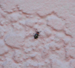 Disonycha argentinensis