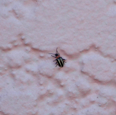 Disonycha argentinensis