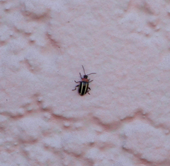 Disonycha argentinensis