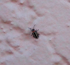 Disonycha argentinensis