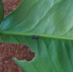 Naubolus
