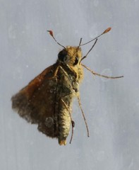 Euphyes singularis