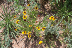 Helenium amarum badium