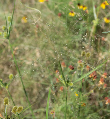 Eragrostis intermedia